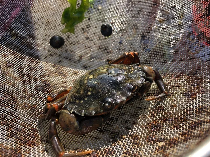 sortie peche a pied balade decouverte littorale saint aubin sur mer juillet 2023 credit mathilde lelandais 4