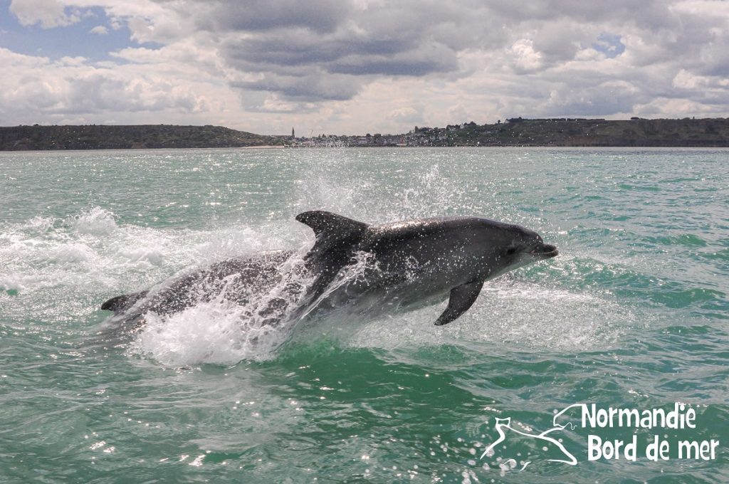 animaux marins credit jean louis perrin 2 Normandie Bord de Mer