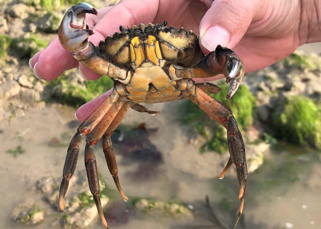 crabe vert peche a pied saint aubin sur mer credit mathilde lelandais