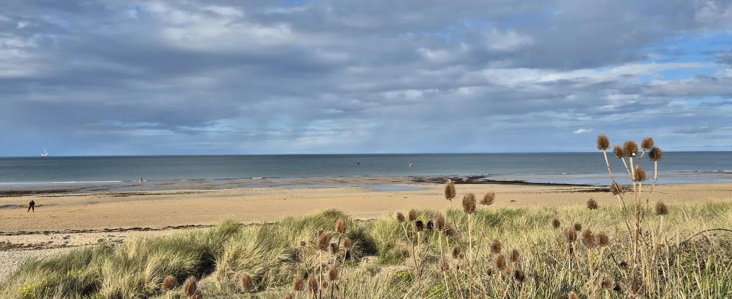 juno beach dunes plantes de plage credit nathalie papouin 2 1