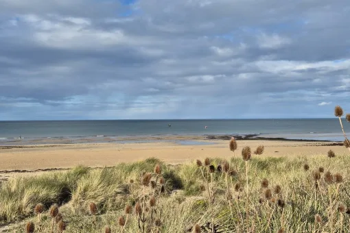 juno beach dunes plantes de plage credit nathalie papouin 2 1