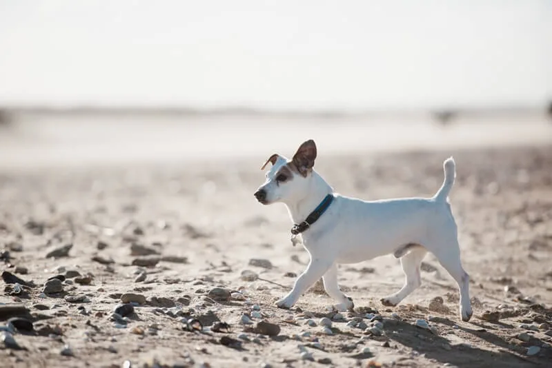 chien sur la plage de merville franceville plage marie anais thierry marie anais thierry 24854 1600px