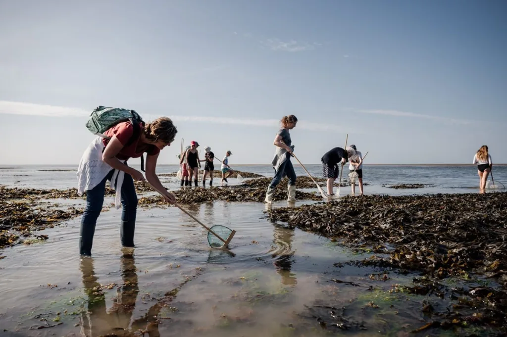 peche a pied saint aubin sur mer 2023 07 18 17 42 07 2522 thomas le floc h normandie tourisme