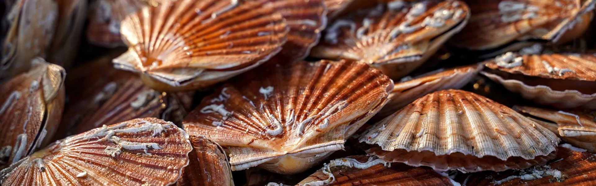 courseulles sur mer coquilles saint jacques sur le marche aux poissons danielle dumas danielle dumas