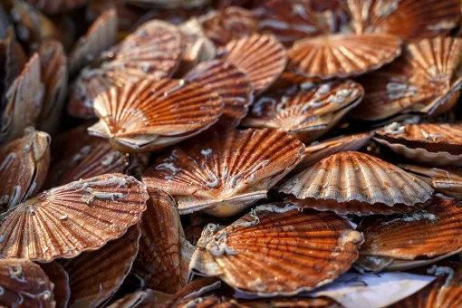 courseulles sur mer coquilles saint jacques sur le marche aux poissons danielle dumas danielle dumas