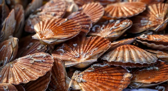 courseulles sur mer coquilles saint jacques sur le marche aux poissons danielle dumas danielle dumas