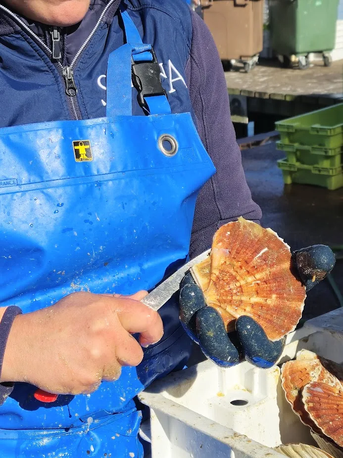 decortiquage coquilles saint jacques port de courseulles credit nathalie papouin 3