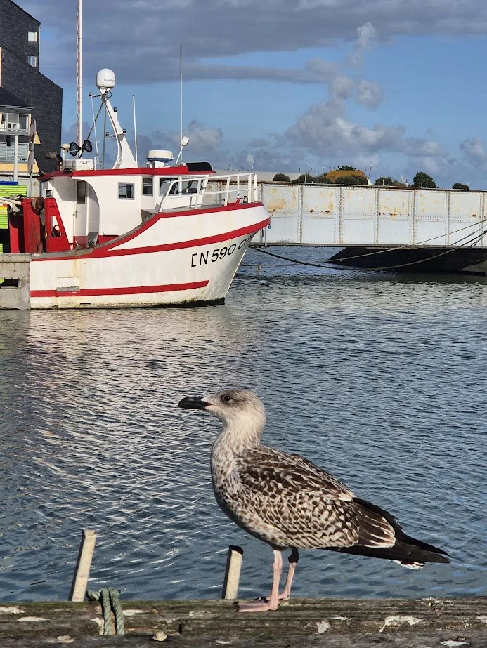 goeland port de peche courseulles sur mer credit nathalie papouin