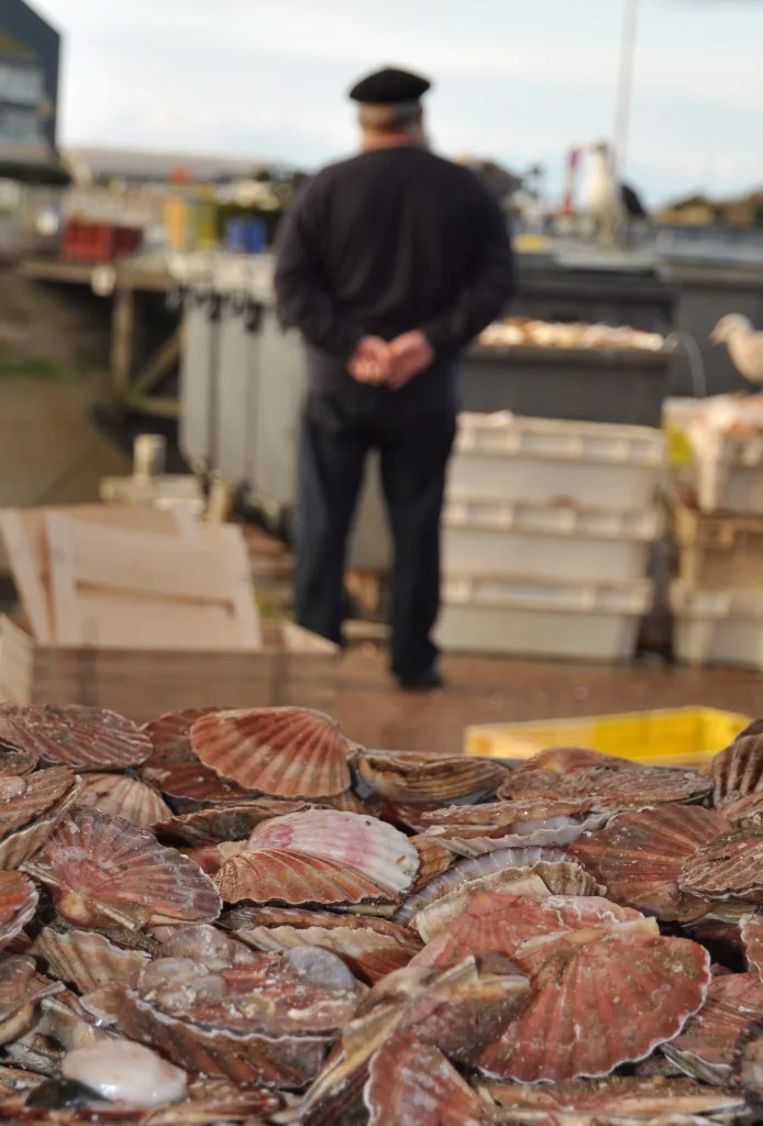 les coquilles fete de la coquille courseulles sur mer novembre 2018 credit mathilde lelandais